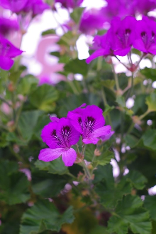 smc-A 50㎜ F1.7』 ペンタックス PENTAX K-7 ボディ のクチコミ掲示板