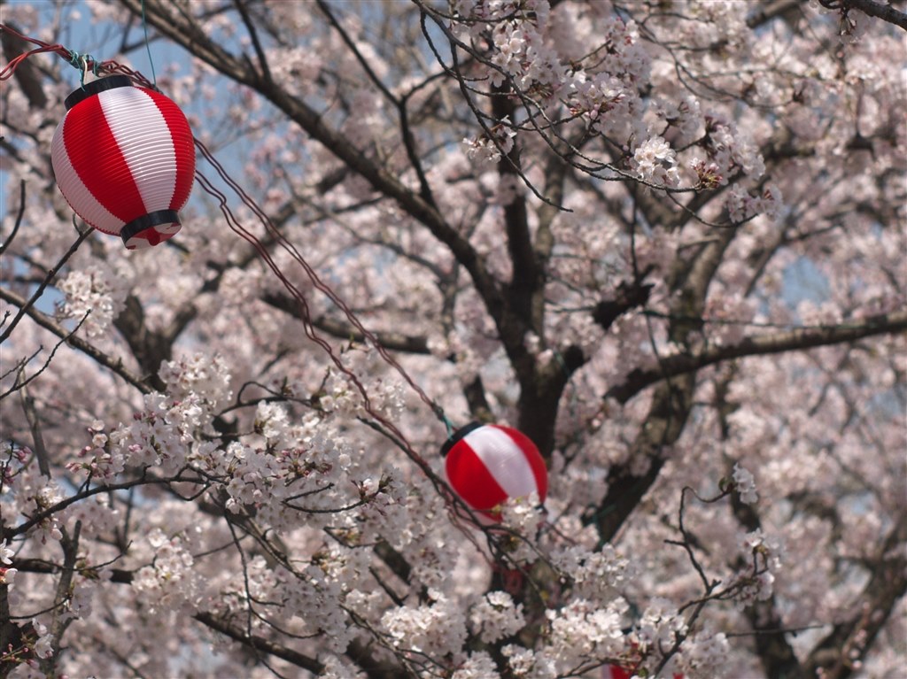 LUMIX G1 ミラーレス　ミノルタ　55㍉1:2 オールドレンズ動作品　作例 LUMIX G1 ミラーレス ミノルタ 55㍉1:2 オールドレンズ動作品 作例