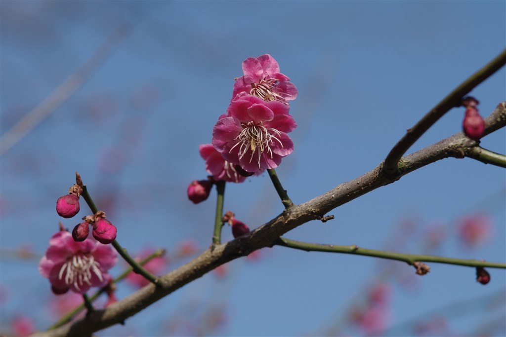 smc-A 50㎜ F1.7』 ペンタックス PENTAX K-7 ボディ のクチコミ掲示板