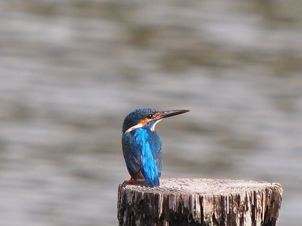 E-PL1でカワセミを撮ってみました。』 オリンパス オリンパス・ペン Lite E-PL1 ボディ のクチコミ掲示板 - 価格.com