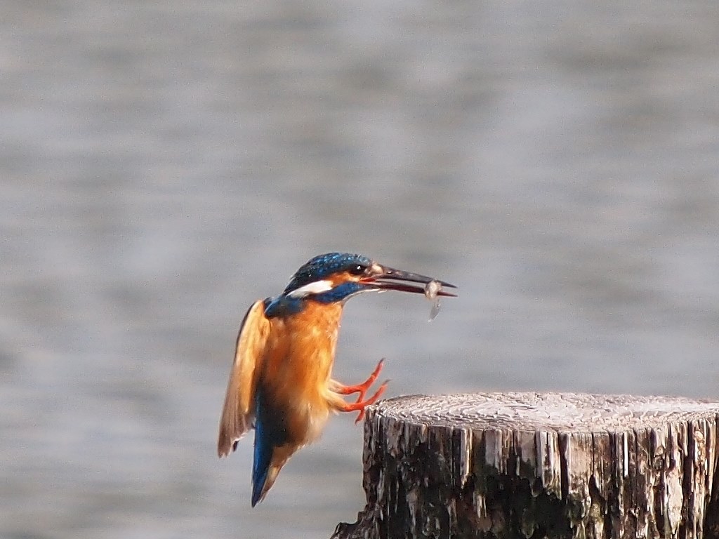 E-PL1でカワセミを撮ってみました。』 オリンパス オリンパス・ペン Lite E-PL1 ボディ のクチコミ掲示板 - 価格.com