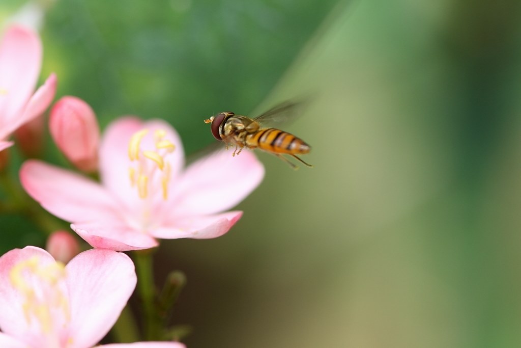 極美品✨キャノン EF 100mm F2.8 マクロ❤️草花や昆虫をクローズアップ 極美品✨キャノン EF 100mm F2.8 マクロ❤️草花や昆虫を