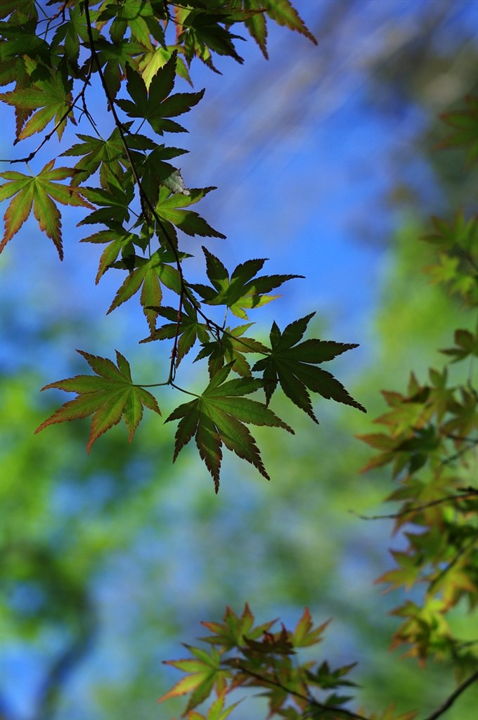 PENTAX K-7 スーパータクマー　M42マウント仕様　（作例あり） PENTAX K-7 スーパータクマー M42マウント仕様 （作例あり