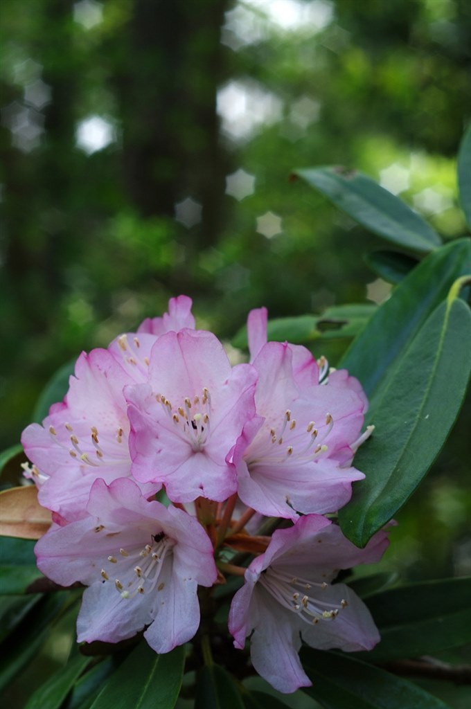 初めてのM42スクリューマウント』 ペンタックス PENTAX K-7