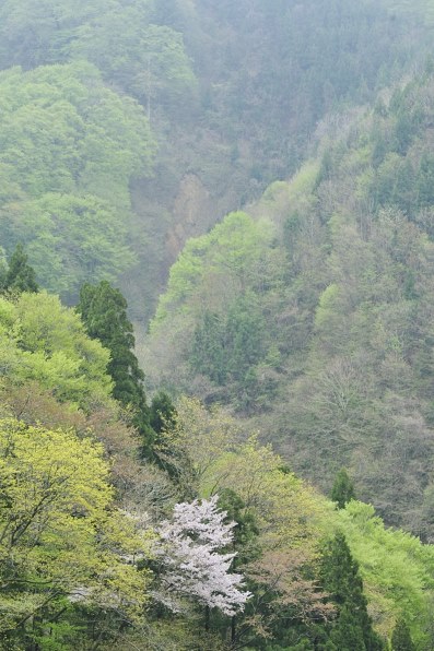 花など得意なジャンルのお写真を見せてください。[PART14]』 クチコミ掲示板 - 価格.com