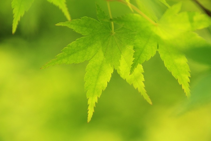 緑の作例』 CANON EOS Kiss X4 ダブルズームキット のクチコミ掲示板