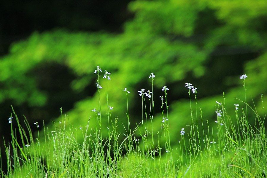 緑の作例』 CANON EOS Kiss X4 ダブルズームキット のクチコミ掲示板