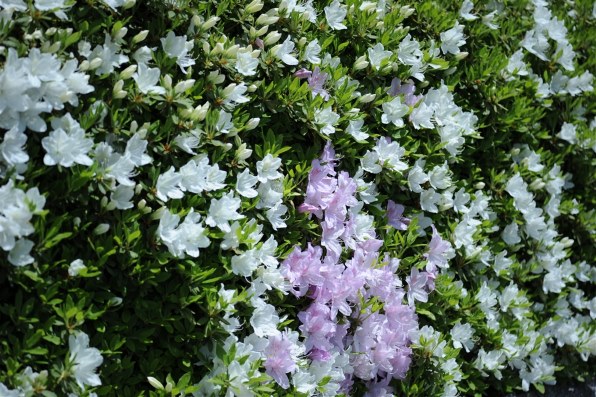 コシナ Voigtlander S APO-LANTHAR 85mm F3.5 S APO-LANTHAR 85mm F3.5 - 株式会社コシナ