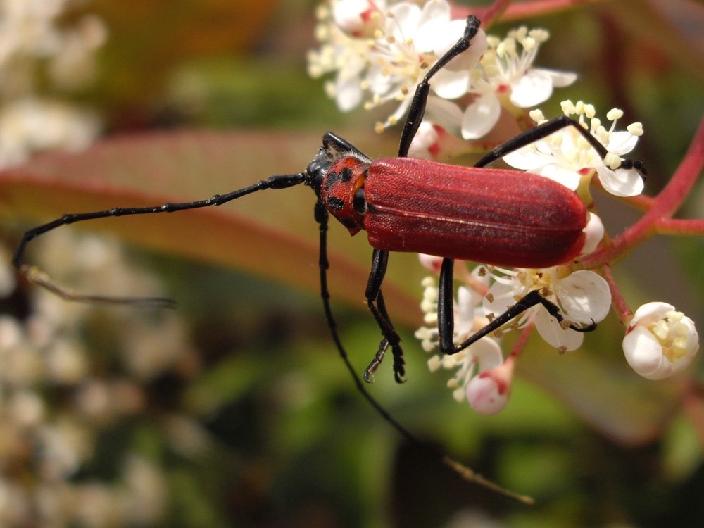 迷っています…』 ペンタックス Optio A40 のクチコミ掲示板 - 価格.com