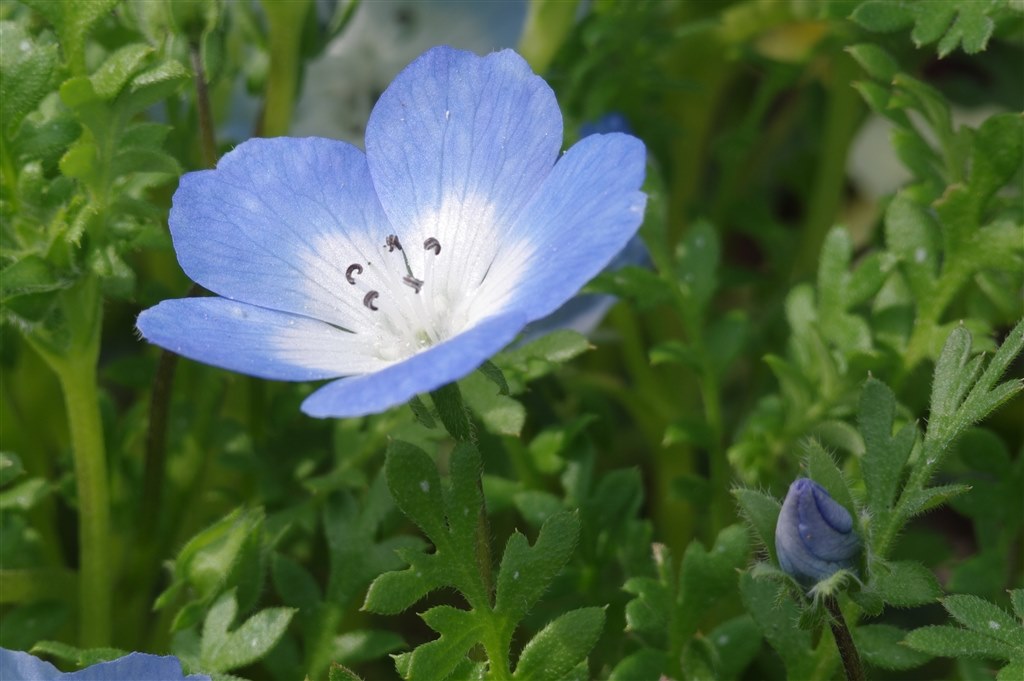 ヘリコイド接写リングでのマクロ撮影 ペンタックス Pentax K 7 ボディ のクチコミ掲示板 価格 Com ヘリコイド接写リングでのマクロ撮影 ペンタックス Pentax K 7 ボディ のクチコミ掲示板 価格 Com