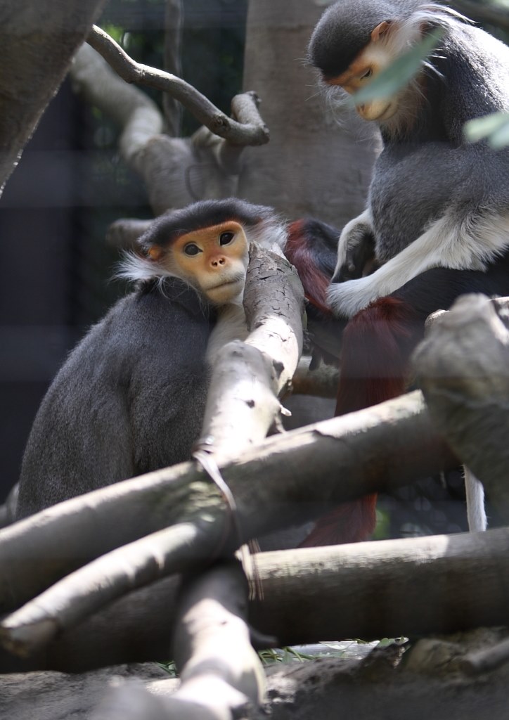 動物園での撮影』 CANON EOS 7D ボディ のクチコミ掲示板 - 価格.com