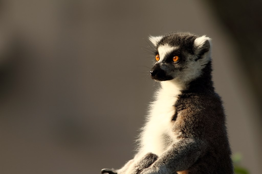 動物園での撮影』 CANON EOS 7D ボディ のクチコミ掲示板 - 価格.com