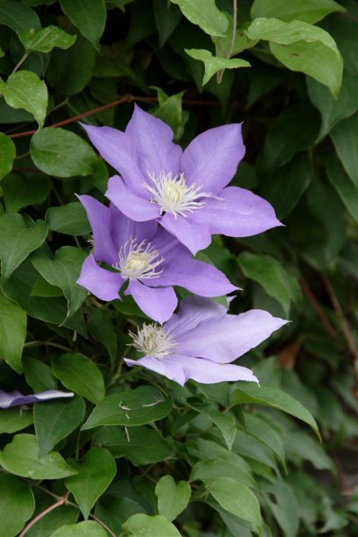 Part15です もっと新緑 もっとお花だあ クチコミ掲示板 価格 Com