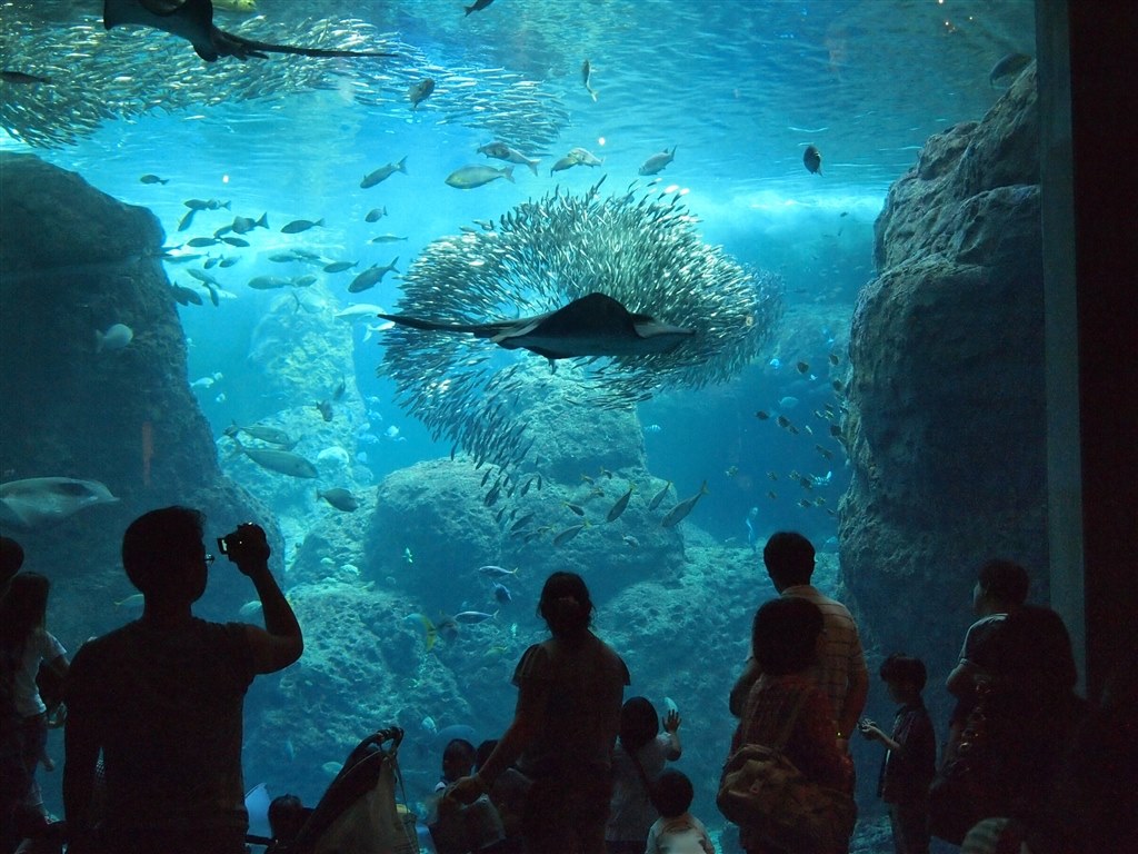 水族館の撮影 オリンパス オリンパス ペン Lite E Pl1 ボディ のクチコミ掲示板 価格 Com