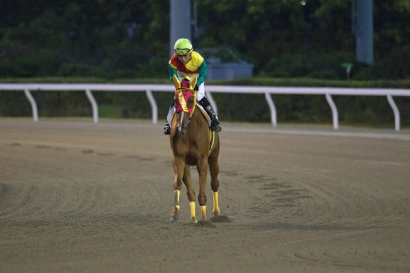 テンポイント単勝馬券 現地購入 昭５３年「日経新春杯」最後のレース - 競馬