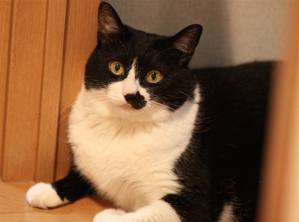 センサー清掃にご用心』 CANON EOS 50D EF-S18-200 IS レンズキット の