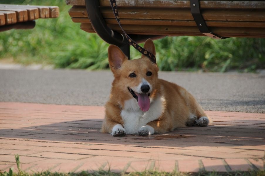 コーギーカーディガンの子犬を探しています 小型犬 ウェルシュ コーギー カーディガン のクチコミ掲示板 価格 Com