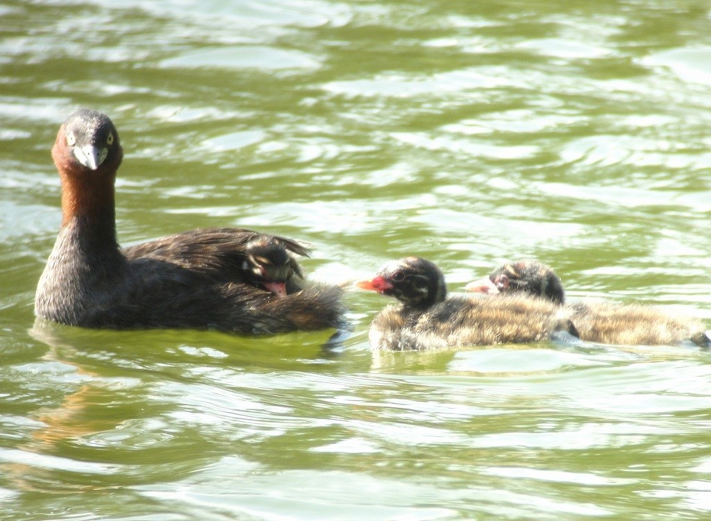 中野耕志 OM-Dと旅する世界の野鳥｜鳥の写真投稿ページ｜OM