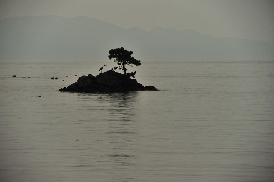 手ぶれ補正での強烈な画面振動と音』 シグマ APO 150-500mm F5-6.3 DG