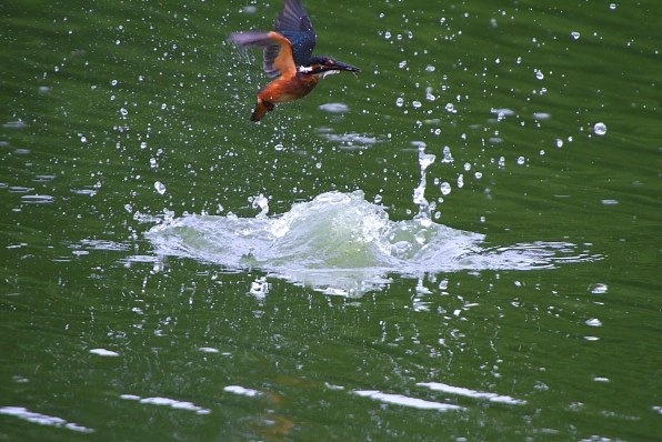 鳶とカモメを撮ってみました』 シグマ APO 50-500mm F4.5-6.3 DG OS HSM (キヤノン用) のクチコミ掲示板 - 価格.com