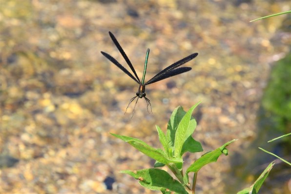 昆虫採集標本◇かぶと虫☆大量！昭和44年頃 恨めし