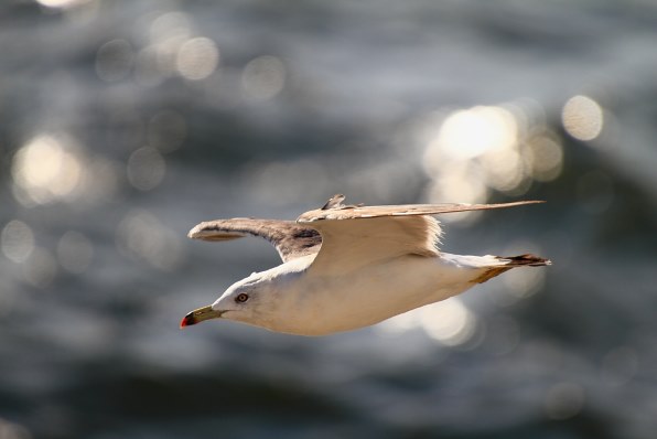 鳶とカモメを撮ってみました』 シグマ APO 50-500mm F4.5-6.3 DG OS HSM (キヤノン用) のクチコミ掲示板 - 価格.com