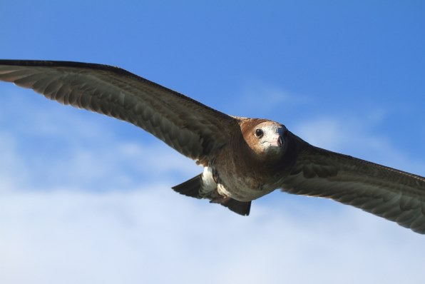 鳶とカモメを撮ってみました』 シグマ APO 50-500mm F4.5-6.3 DG OS HSM (キヤノン用) のクチコミ掲示板 - 価格.com