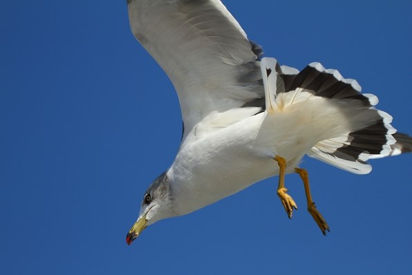 鳶とカモメを撮ってみました』 シグマ APO 50-500mm F4.5-6.3 DG OS HSM (キヤノン用) のクチコミ掲示板 - 価格.com