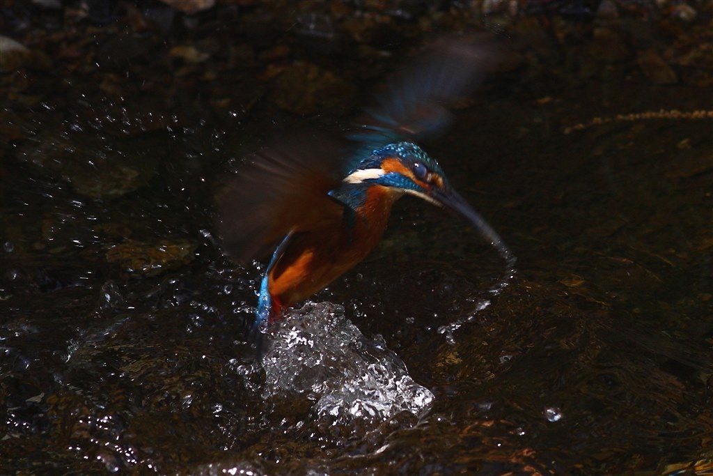 作例あり CanonEOS40D ジャンク】3300円 CANON EOS 40D 動作検証・作例 2桁Dシリーズ