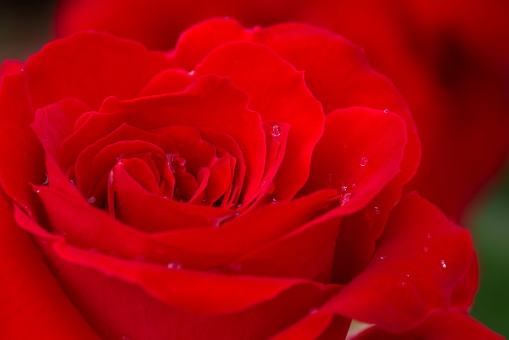 赤いバラはきれいに撮れますか ペンタックス Pentax K 5 18 135レンズキット のクチコミ掲示板 価格 Com