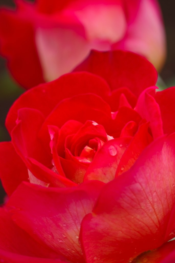 赤いバラはきれいに撮れますか ペンタックス Pentax K 5 18 135レンズキット のクチコミ掲示板 価格 Com