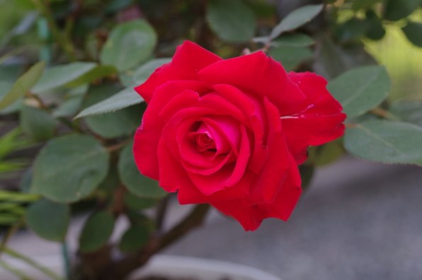 赤いバラはきれいに撮れますか。』 ペンタックス PENTAX K-5 18-135 