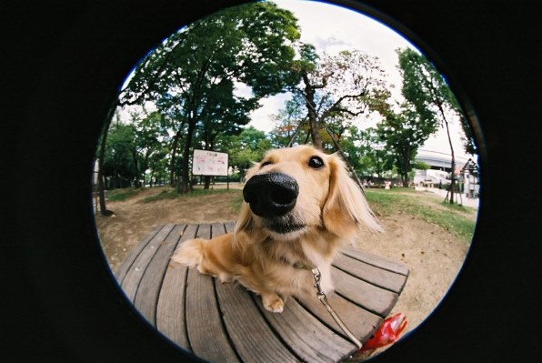 シグマ 8mm F3.5 EX DG CIRCULAR FISHEYE (ｷﾔﾉﾝ用)のクチコミ