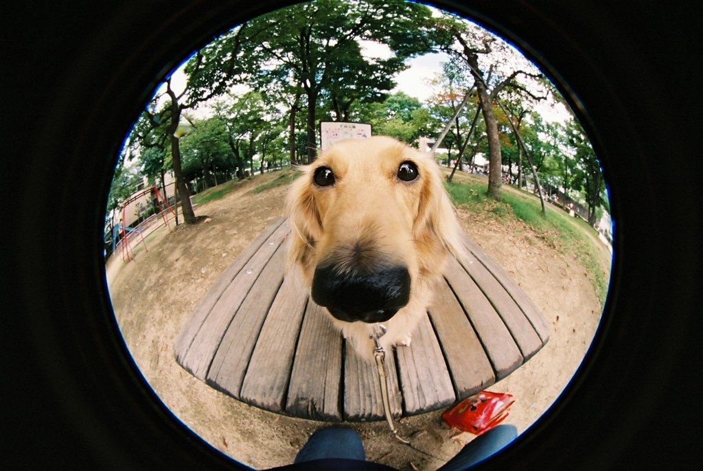 SIGMA 単焦点魚眼レンズ 8mm F3.5 EX DG CIRCULAR FISHEYE キヤノン用