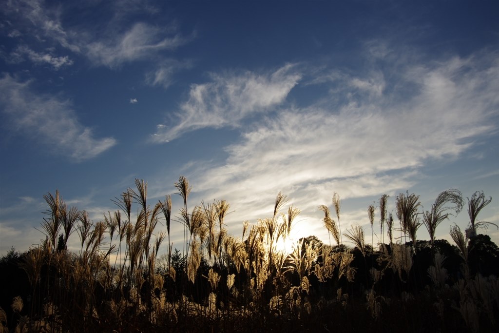 作例をＵＰしてみます。』 ペンタックス smc PENTAX-DA 18-135mmF3.5