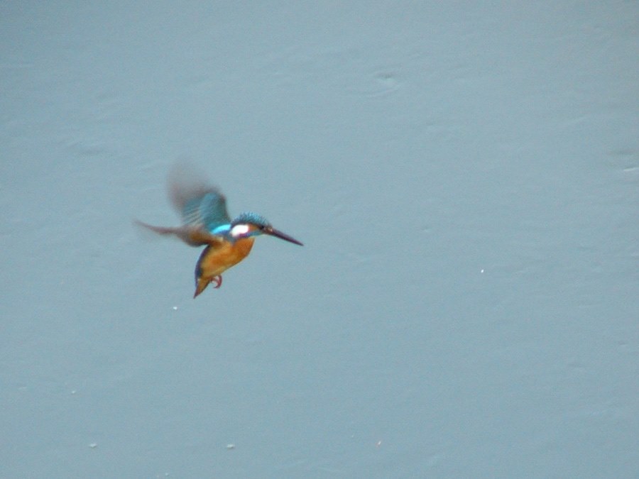 カワセミ』 ニコン AF-S DX NIKKOR 55-300mm f/4.5-5.6G ED VR の