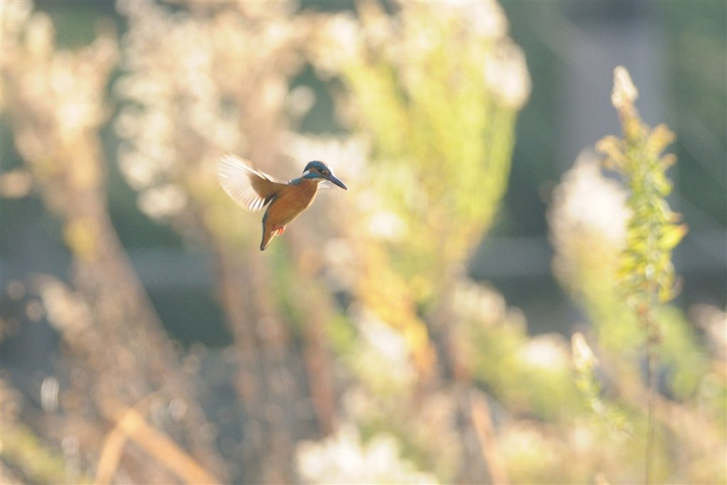 カワセミ』 ニコン AF-S DX NIKKOR 55-300mm f/4.5-5.6G ED VR の