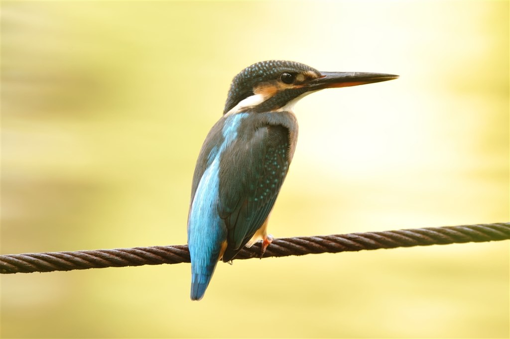 カワセミ』 ニコン AF-S DX NIKKOR 55-300mm f/4.5-5.6G ED VR の