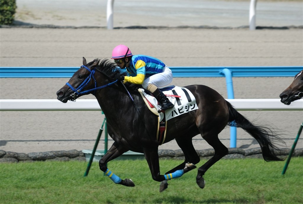 JRA 競馬 勝負服 社台レース 安田厩舎 ルメール騎手サインか 中古品 若