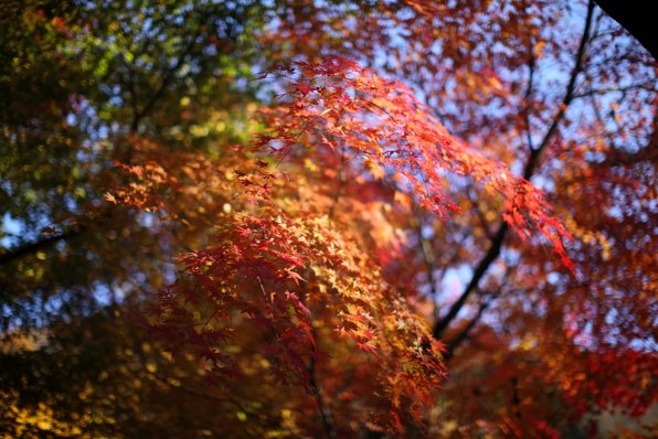 平野 勝 南天？千両？ 日本画 赤い実の枝 BLOG - 小林奈々（日本画