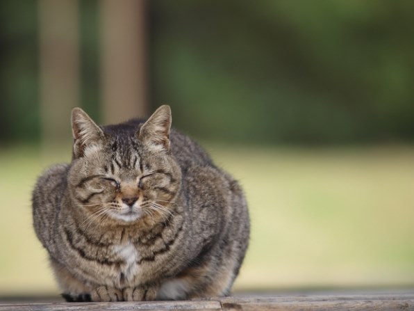 ズイコーデジタル ED 50-200mm F2.8-3.5 SWDの作例』 オリンパス