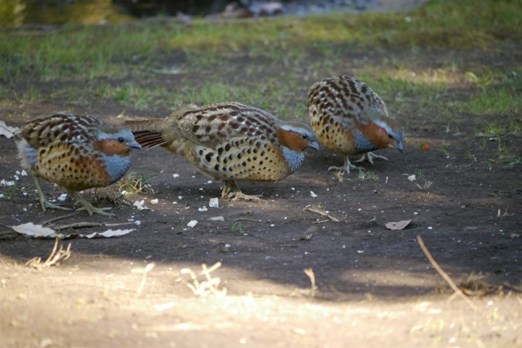 100 300mmで野鳥を撮って見ました パナソニック Lumix Dmc Gh2h レンズキット のクチコミ掲示板 価格 Com