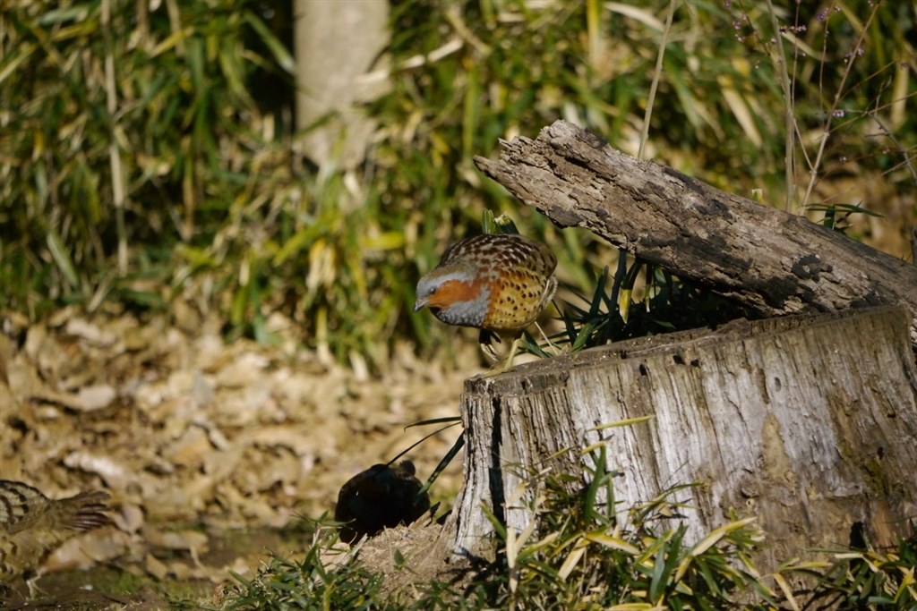 100 300mmで野鳥を撮って見ました パナソニック Lumix Dmc Gh2h レンズキット のクチコミ掲示板 価格 Com