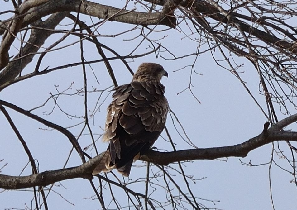 D3100ライフ』 ニコン D3100 ダブルズームキット のクチコミ掲示板