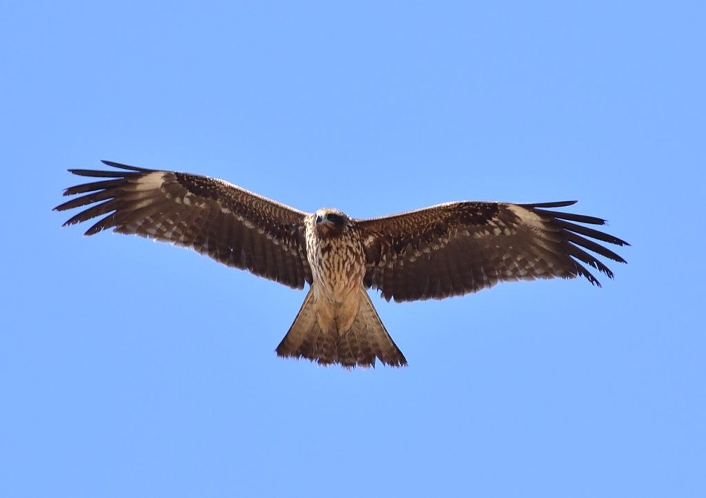 D3100ライフ』 ニコン D3100 ダブルズームキット のクチコミ掲示板