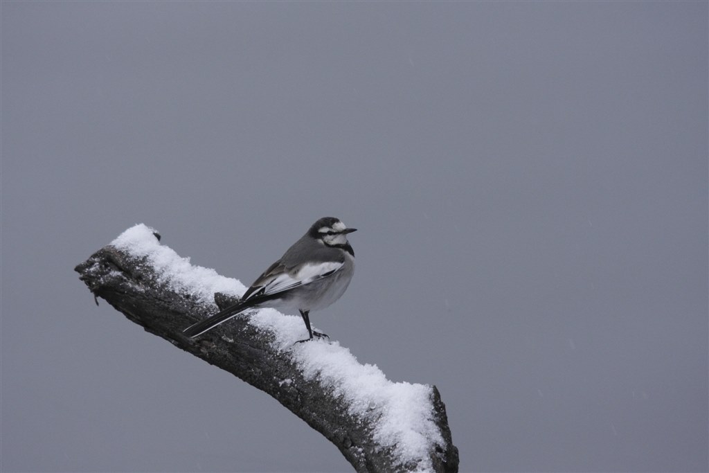 はじめまして シグマ Apo 1 400mm F4 5 5 6 Dg Os Hsm ｷﾔﾉﾝ用 のクチコミ掲示板 価格 Com