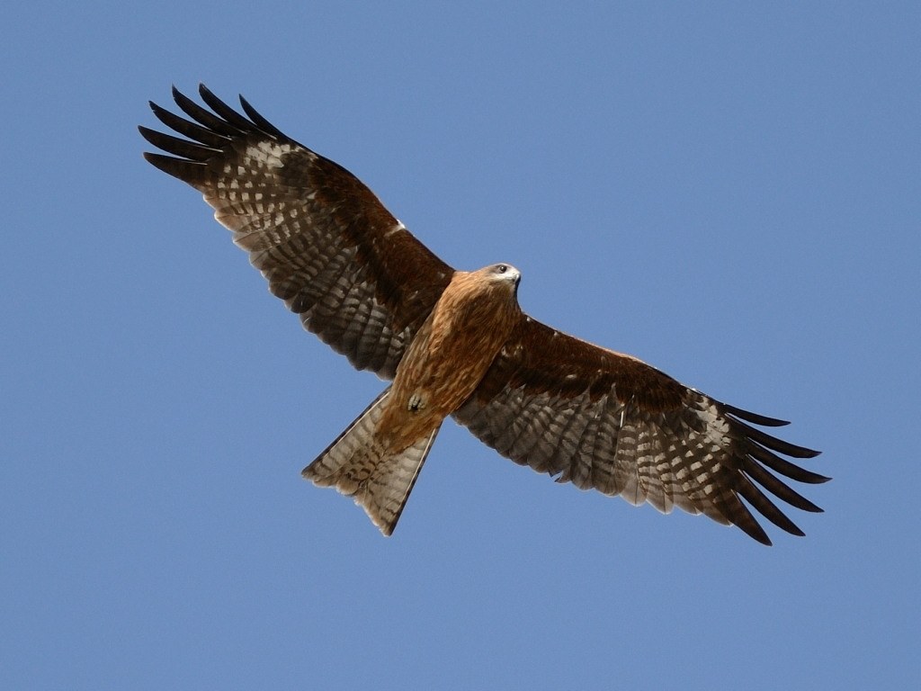 ✨運動会におススメ✨Nikon D3100 ダブルレンズ✨ショット数少ない✨ mqdefault.jpg