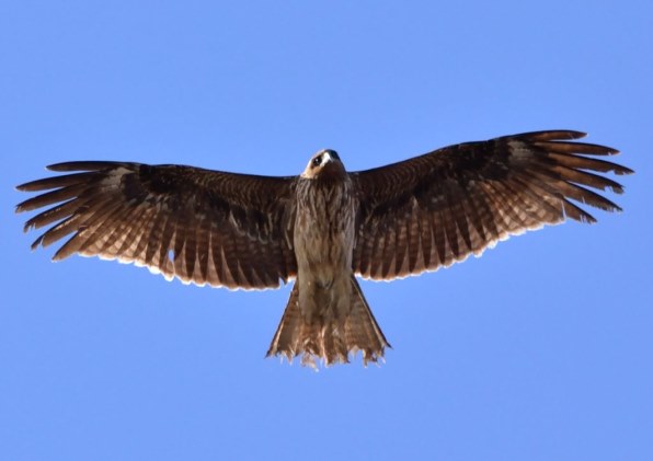 D3100ライフ』 ニコン D3100 ダブルズームキット のクチコミ掲示板