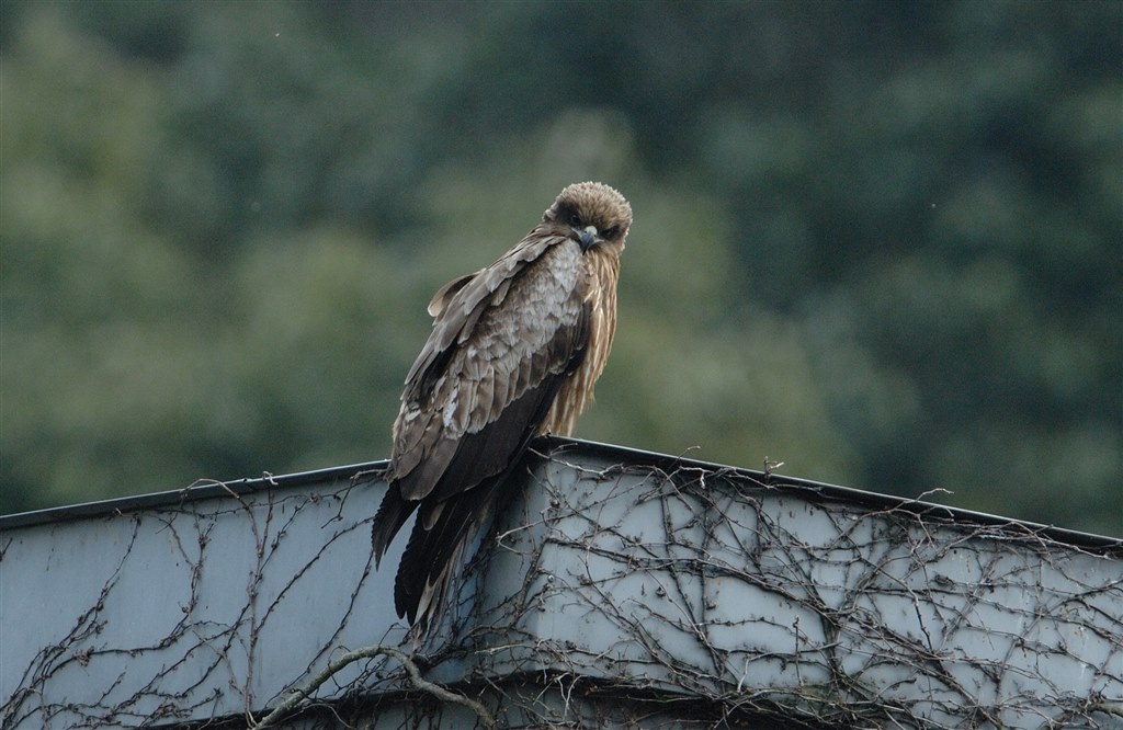 ✨運動会におススメ✨Nikon D3100 ダブルレンズ✨ショット数少ない