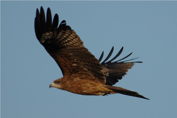 D3100ライフ』 ニコン D3100 ダブルズームキット のクチコミ掲示板